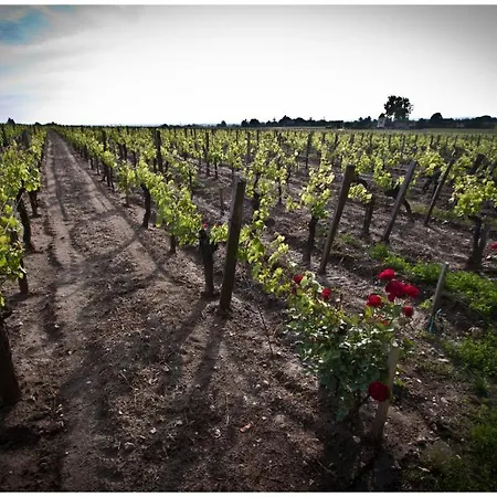 Chateau Franc Pourret Saint-Émilion